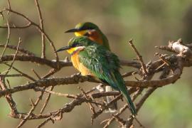 Żołna rdzawobrzucha - Merops lafresnayii oreobates - Cinnamon-chested Bee-eater