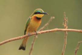 Żołna mała - Merops pusillus - Little Bee-eater
