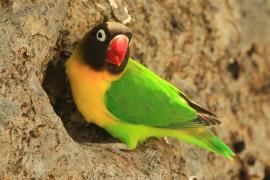 Nierozłączka czarnogłowa - Agapornis personatus - Yellow-collared Lovebird