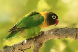 Nierozłączka czarnogłowa - Agapornis personatus - Yellow-collared Lovebird