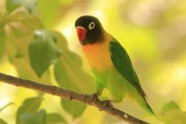 Nierozłączka czarnogłowa - Agapornis personatus - Yellow-collared Lovebird
