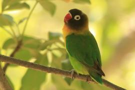 Nierozłączka czarnogłowa - Agapornis personatus - Yellow-collared Lovebird