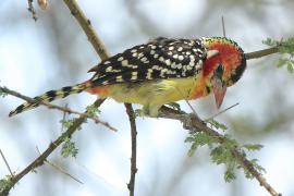 Brodal czerwonouchy - Trachyphonus erythrocephalus - Red-and-yellow Barbet