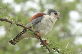 Sokolik czerwonooki - Polihierax semitorquatus - African Pygmy Falcon