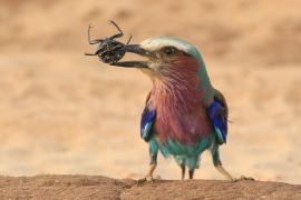 Kraska liliowopierśna - Coracias caudatus - Lilac-breasted Roller