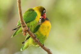 Nierozłączka czarnogłowa - Agapornis personatus - Yellow-collared Lovebird