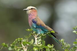 Kraska liliowopierśna - Coracias caudatus - Lilac-breasted Roller