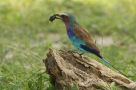 Kraska liliowopierśna - Coracias caudatus - Lilac-breasted Roller