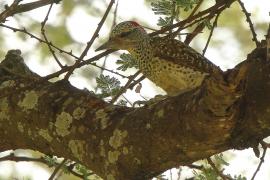 Dzięcioł sawannowy - Chloropicus namaquus - Bearded Woodpecker