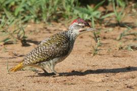 Dzięciolik złotosterny - Geocolaptes abingoni - Golden-tailed Woodpecker