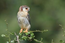 Sokolik czerwonooki - Polihierax semitorquatus - African Pygmy Falcon