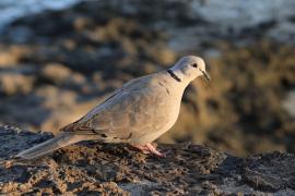 Sierpówka - Streptopelia decaocto - Eurasian Collared Dove