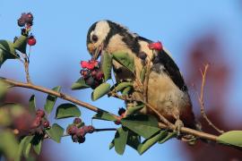 Dzięcioł duży - Dendrocopos major - Great Spotted Woodpecker