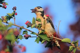 Dzięcioł duży - Dendrocopos major - Great Spotted Woodpecker