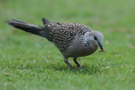 Synogarlica perłoszyja - Streptopelia chinensis - Spotted Dove