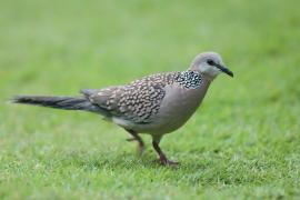 Synogarlica perłoszyja - Streptopelia chinensis - Spotted Dove