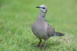 Synogarlica perłoszyja - Streptopelia chinensis - Spotted Dove