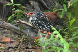 Kuropatwiak cejloński - Galloperdix bicalcarata - Sri Lanka Spurfowl