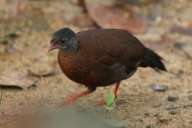 Kuropatwiak cejloński - Galloperdix bicalcarata - Sri Lanka Spurfowl
