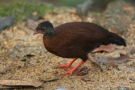 Kuropatwiak cejloński - Galloperdix bicalcarata - Sri Lanka Spurfowl