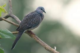 Synogarlica perłoszyja - Streptopelia chinensis - Spotted Dove