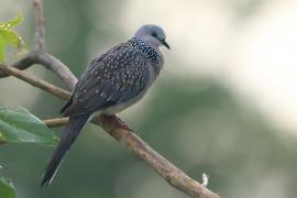 Synogarlica perłoszyja - Streptopelia chinensis - Spotted Dove