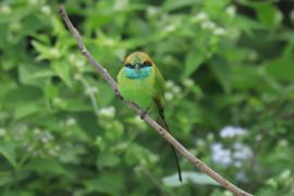 Żołna wschodnia - Merops orientalis - Green Bee-eater