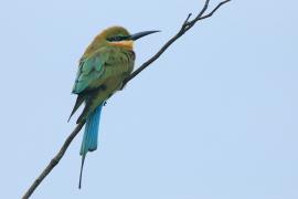 Żołna modrosterna - Merops philippinus - Blue-tailed Bee-eater