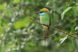 Żołna wschodnia - Merops orientalis - Green Bee-eater