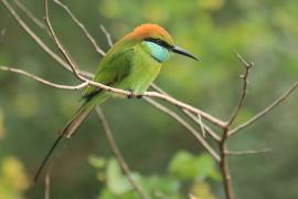 Żołna wschodnia - Merops orientalis - Green Bee-eater
