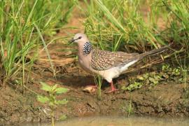 Synogarlica perłoszyja - Streptopelia chinensis - Spotted Dove