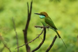 Żołna wschodnia - Merops orientalis - Green Bee-eater