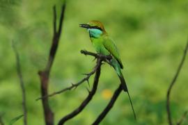 Żołna wschodnia - Merops orientalis - Green Bee-eater