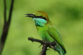 Żołna wschodnia - Merops orientalis - Green Bee-eater