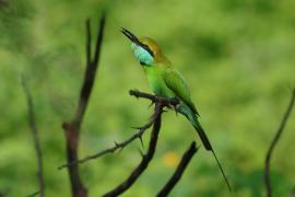 Żołna wschodnia - Merops orientalis - Green Bee-eater