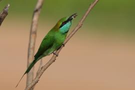 Żołna wschodnia - Merops orientalis - Green Bee-eater