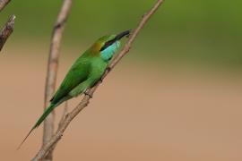 Żołna wschodnia - Merops orientalis - Green Bee-eater
