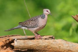 Synogarlica perłoszyja - Streptopelia chinensis - Spotted Dove