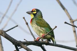 Pstrogłów żółtogardły - Psilopogon haemacephalus - Coppersmith Barbet