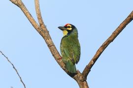 Pstrogłów żółtogardły - Psilopogon haemacephalus - Coppersmith Barbet