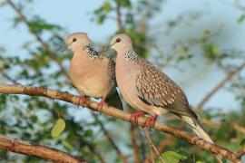 Synogarlica perłoszyja - Streptopelia chinensis - Spotted Dove