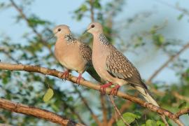 Synogarlica perłoszyja - Streptopelia chinensis - Spotted Dove