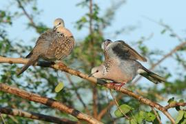 Synogarlica perłoszyja - Streptopelia chinensis - Spotted Dove