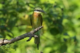 Żołna modrosterna - Merops philippinus - Blue-tailed Bee-eater