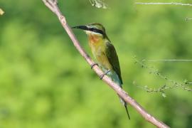 Żołna modrosterna - Merops philippinus - Blue-tailed Bee-eater