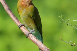 Żołna modrosterna - Merops philippinus - Blue-tailed Bee-eater
