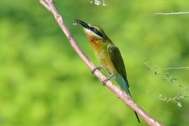 Żołna modrosterna - Merops philippinus - Blue-tailed Bee-eater