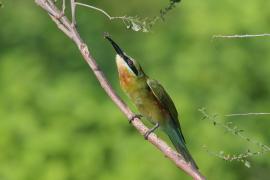 Żołna modrosterna - Merops philippinus - Blue-tailed Bee-eater