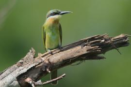 Żołna modrosterna - Merops philippinus - Blue-tailed Bee-eater