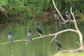 Kormoran indyjski - Phalacrocorax fuscicollis - Indian Cormorant
